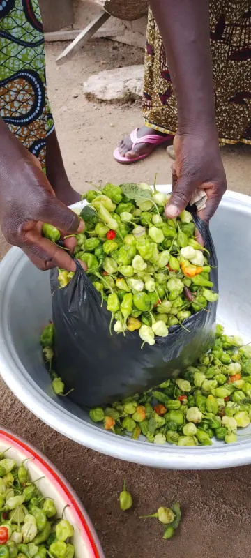 Le piment vert