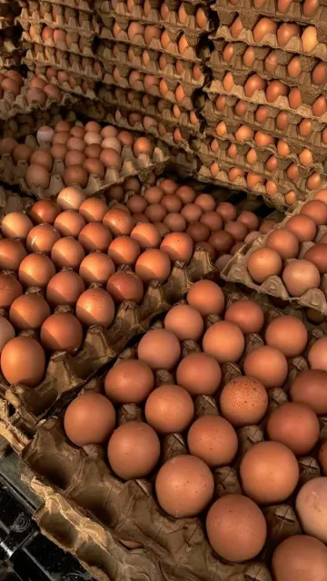 Les oeufs frais